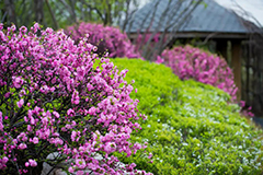 风起一树芳菲，花动一山胜景 丨 五一劳动节快乐