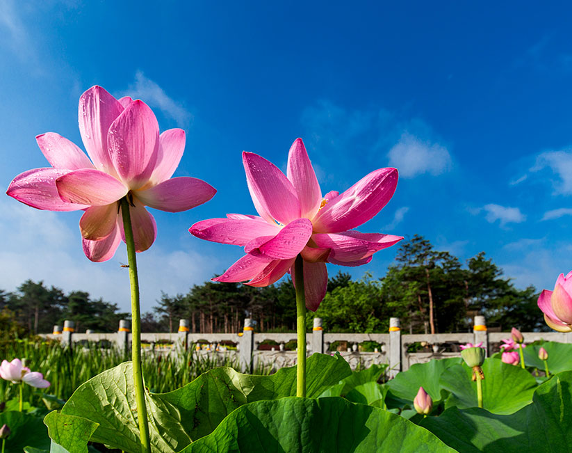 盛夏景致