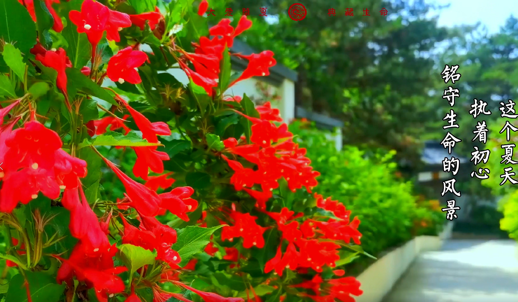 今日夏至，与风共品人间芬芳