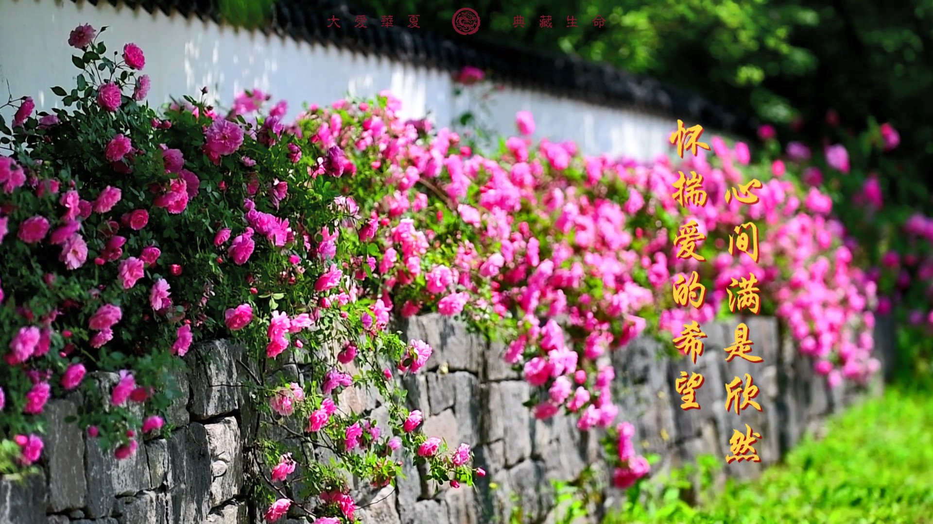 如夏花般绽放，如夏天般热情